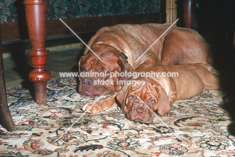 Dogue de Bordeaux bitch with puppy resting on carpet