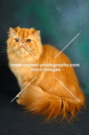 red Persian sitting down