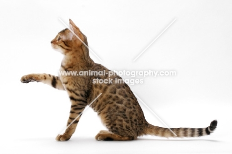 young brown spotted tabby Bengal cat on white background, one leg up