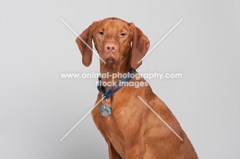 Hungarian Vizsla in studio.