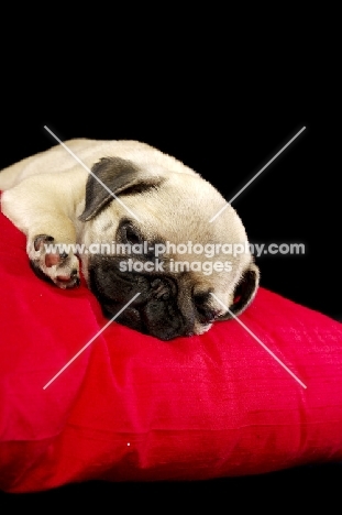 Pug puppy on asleep