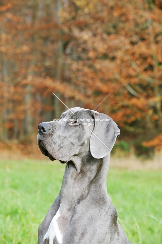 Great Dane (aka Deutsche Dogge), portrait