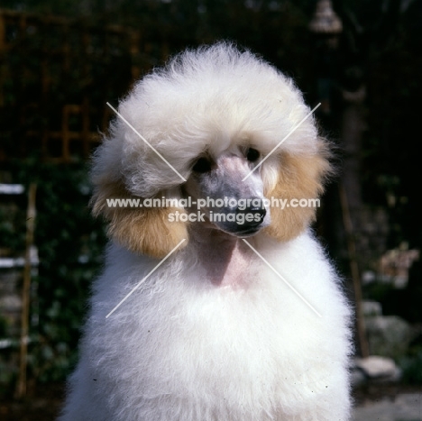 apricot poodle puppy in puppy clip