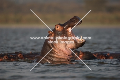 Yawning Hippo in Lake Naivasha