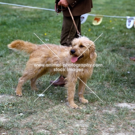 styrian mountain hound standing on grass