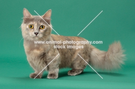 Blue Tortie Longhaired Munchkin