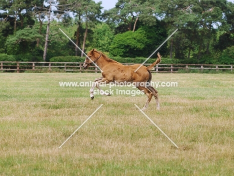 Thoroughbred foal running in field