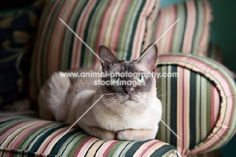 tonkinese cat lying on green striped couch