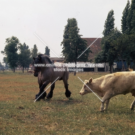 belgian heavy horse stallion dodging cow