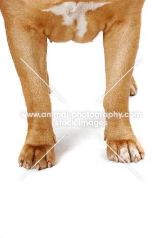 Dogue de Bordeaux legs