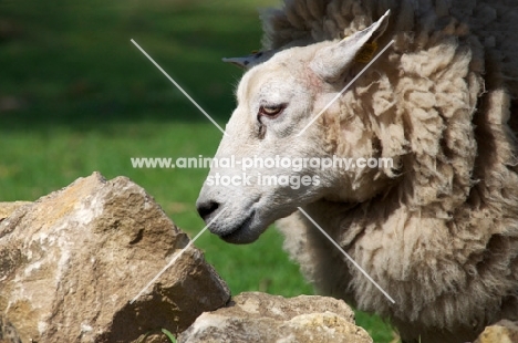 cross bred sheep