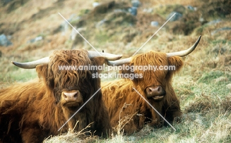 highland cattle lying in grass on holy island