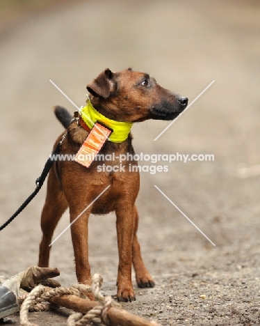 Westfalen Terrier