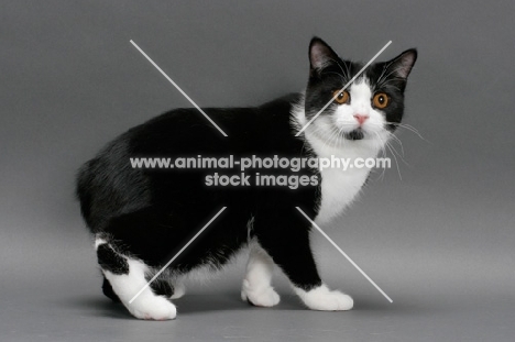 black and white Manx cat