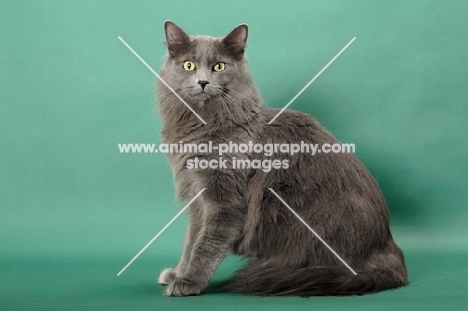 Nebelung sitting on green background