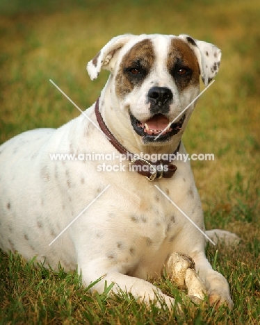 American Bulldog lying in grass