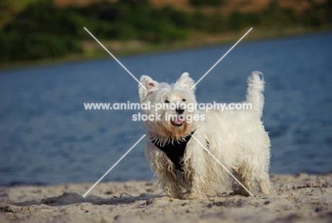 West Highland White Terrier near water