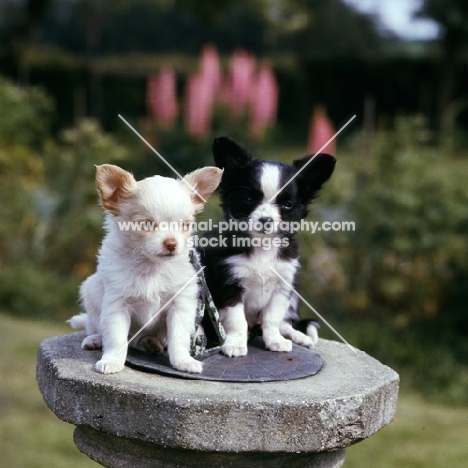 2 chihuahuas dangerously perched on sundial as 'cute' photograph
