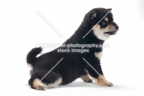 Shiba Inu puppy, black and tan colour