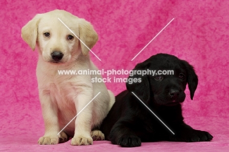 cream and Black Labrador Puppies on a pink background