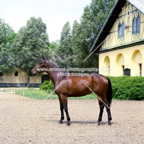 Furioso North Star mare at Mezőhegyes, Austrian Empire yellow stable