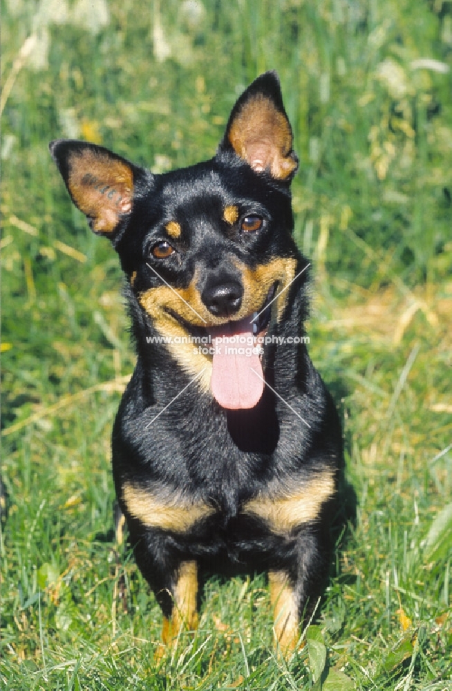 Lancashire Heeler on grass