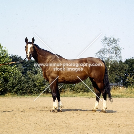 Udon, Dutch Warmblood looking at camera, driving type