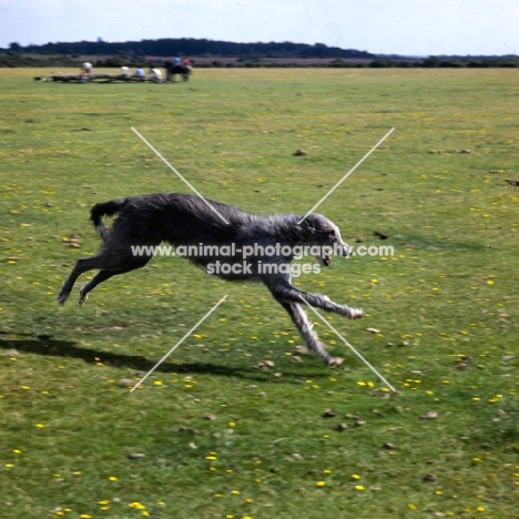 deerhound running in a field