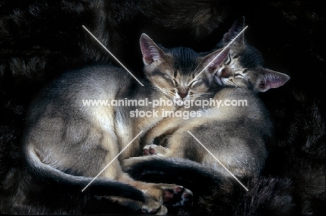 two abyssinian kittens asleep