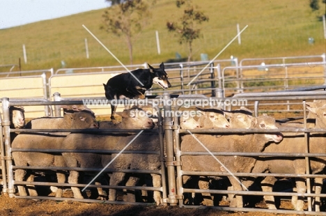 kelpie working champion in australia