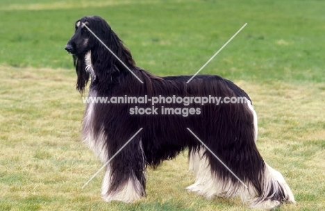 Afghan Hound, posed