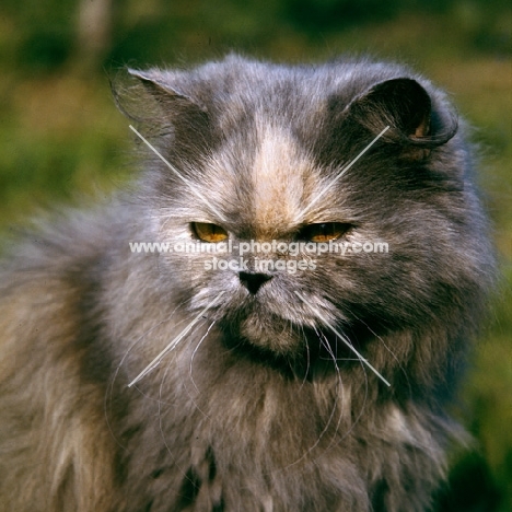 blue cream long hair cat looking cross, with slit eyes