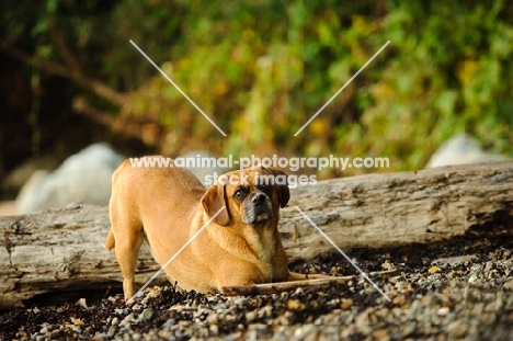 Puggle (pug cross beagle, hybrid dog), bowing