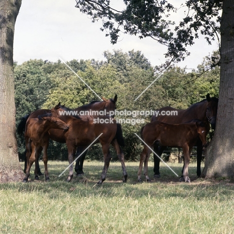 group of Cleveland Bay mares and foals in shade