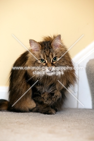 Domestic Longhair cat at home