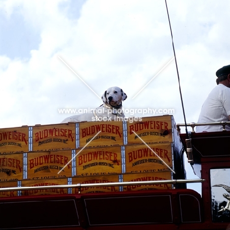 dalmatian on top of a budweiser beer wagon