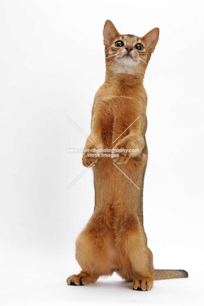 ruddy Abyssinian, standing up