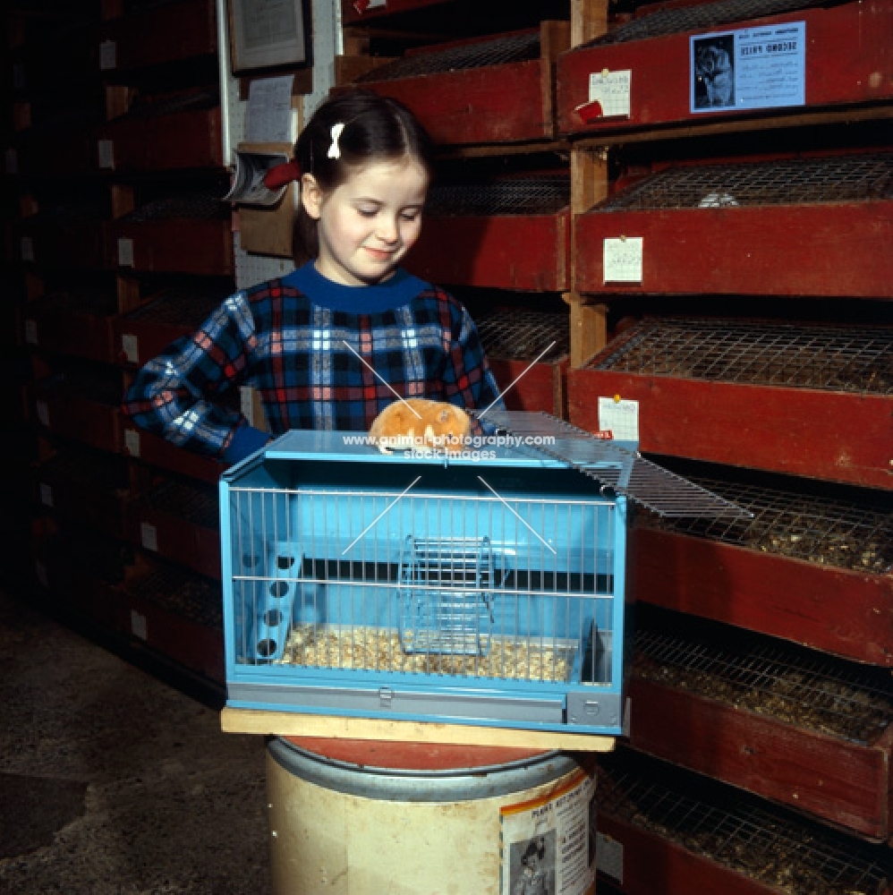 girl looking at cinnamon hamster on cage