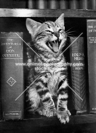 tired cute tabby kitten with books