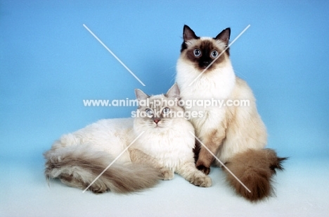 two ragdolls