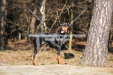 German Pinscher near forest