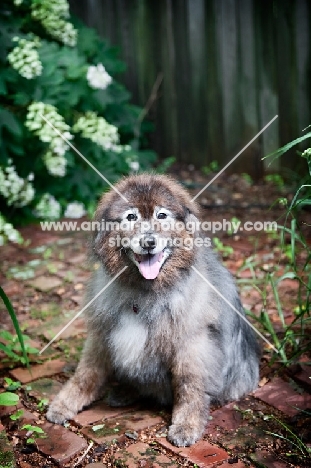 keeshond mix sitting