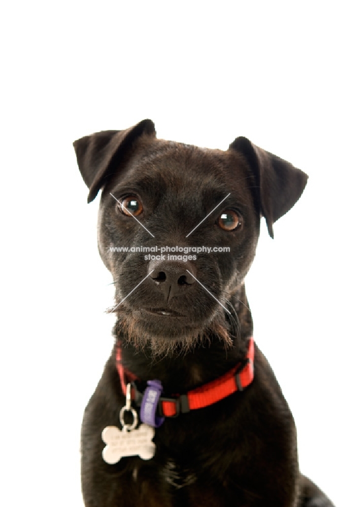 patterdale terrier portrait