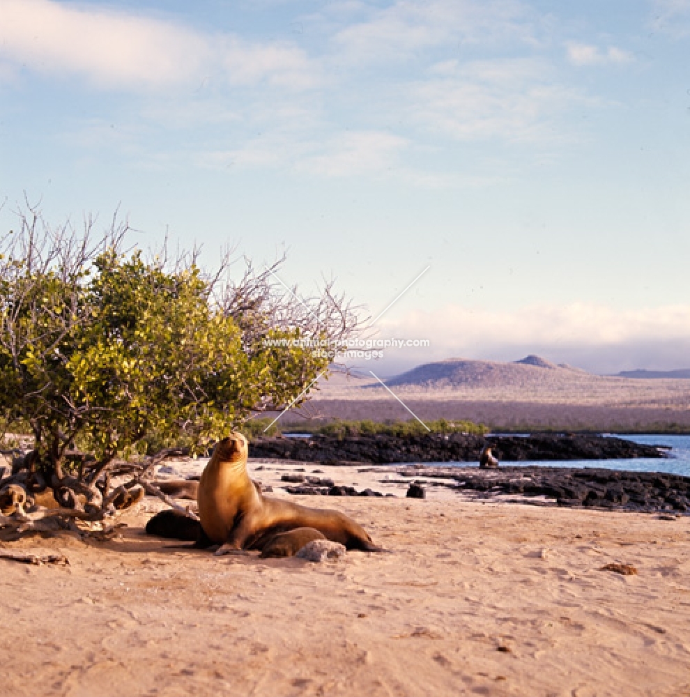 galapagos sea lion with pups, loberia island, galapagos islands