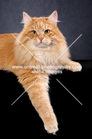 Siberian cat on black background