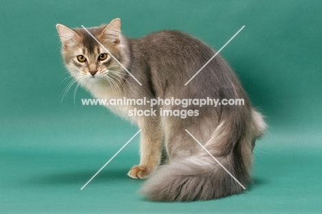 young Somali cat, blue coloured, on green background, turning