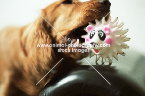 Spaniel playing with toy