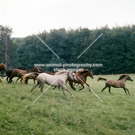 group of Wurttemberger fillies at St Johan