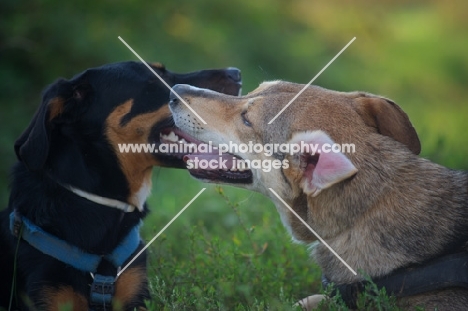 Two dogs resting together