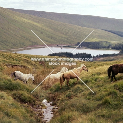 welsh mountain ponies crossing stream on the brecon beacons